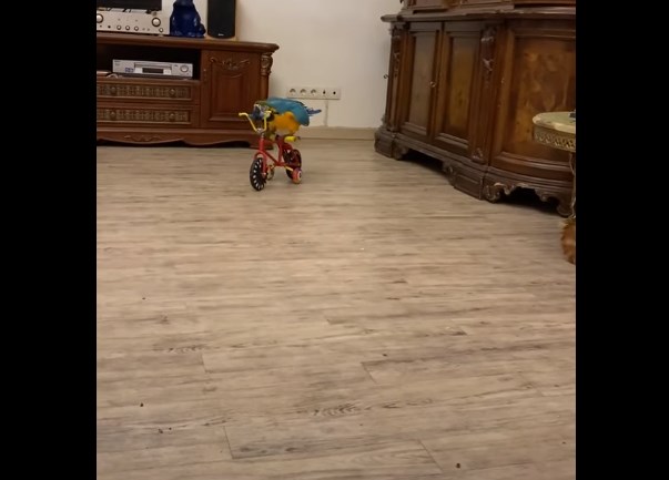 Попугай велосипедист! Теперь вы увидите всё ?
