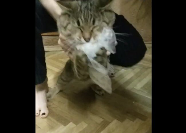 Кот Морти очень любит картошку ?