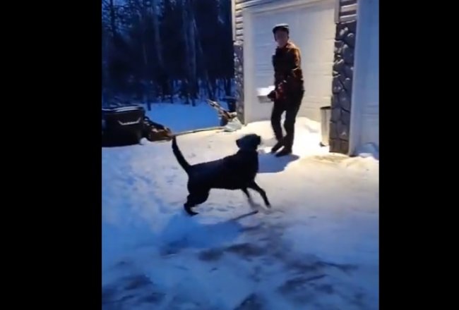 Пёс помогает убирать снег по своему ?