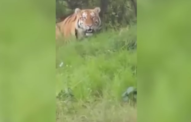 Огромный тигр в приморье украл ведро у рыбаков ?