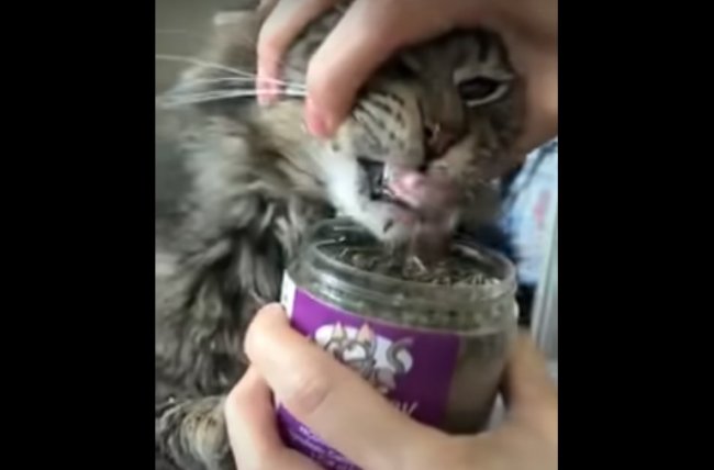 Кота не оторвать от кошачей мяты! Очень позитивное видео ?