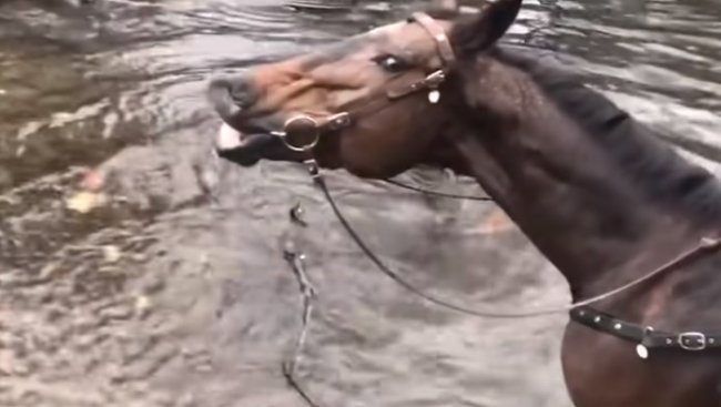 Лошадь рассмешила всех своим поведением ?