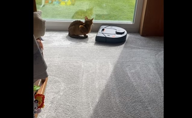 Кот, который не боится пылесоса ?
