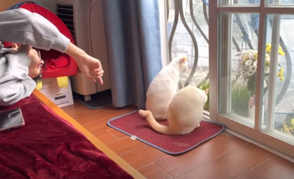 Кота подставили, а он ничего не понял ?