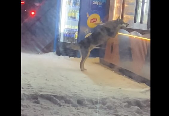 Собака заказывает поесть в ларьке! ?