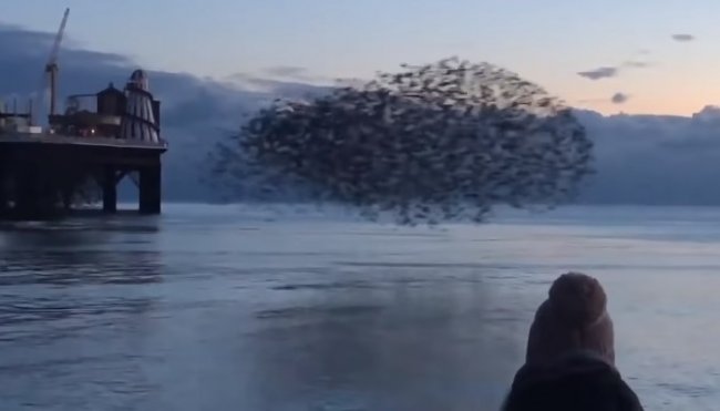 Невероятно красивые узоры, которые создают стаи птиц над водой ?