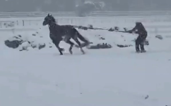 Зимний форсаж на лошади ?