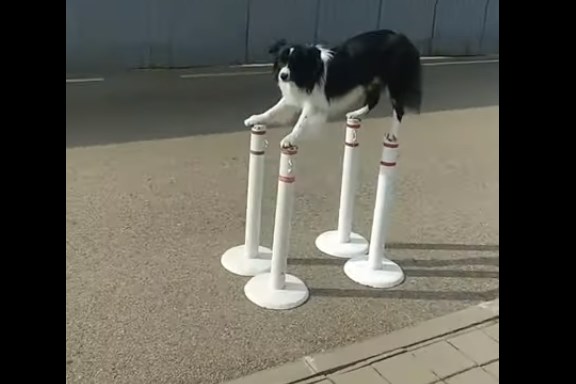 Собака не знает, что ей делать в такой ситуации ?