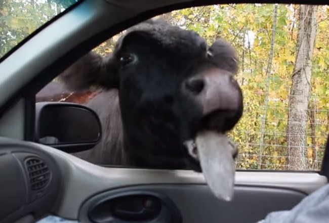 Животные атакуют! Смешная подборка видео фейлов!