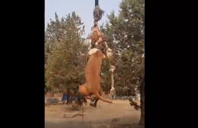 Пес паркурщик!