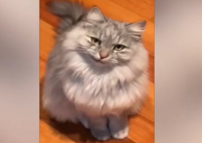 Лучшие Видео Приколы За Октябрь 2021! Попробуй не засмеяться!
