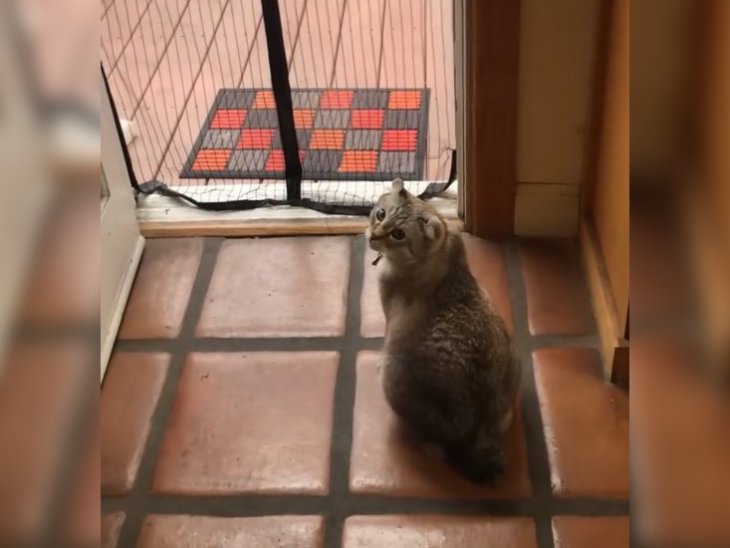 Кот-лягушка