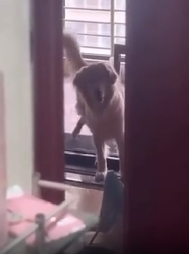 Собака умеет ходить по беговой дорожке по всякому