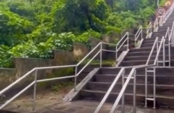 Обезьяны паркурщики
