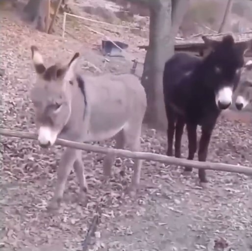 Умный в гору не пойдет