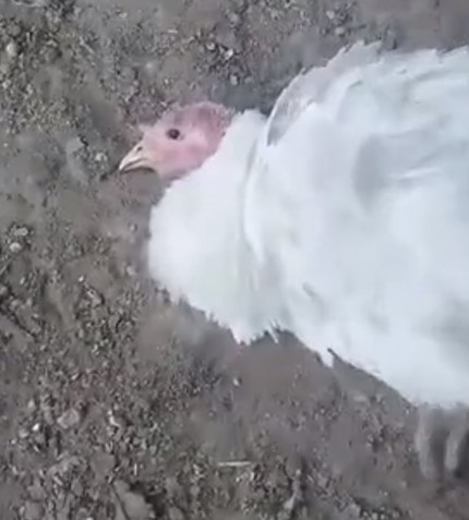 Птицы напились бражки