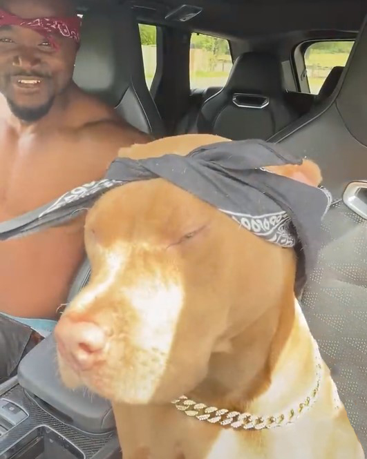 Собака кайфует под музыку 2Pac