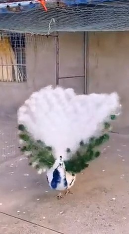 Жар птица