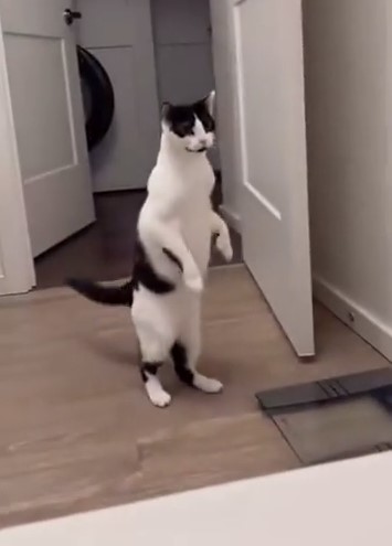 Хозяин, тебе помочь? Хозяин?!