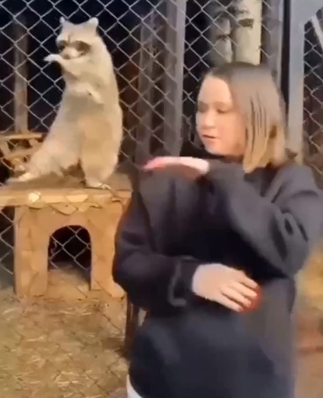 Синхронные танцы с енотом