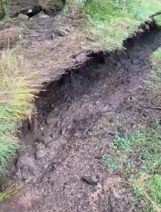 Лес вырывает с корнями