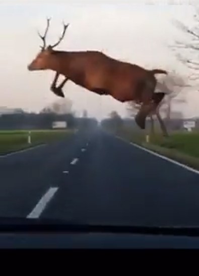 Эпичный прыжок оленя через встречную машину
