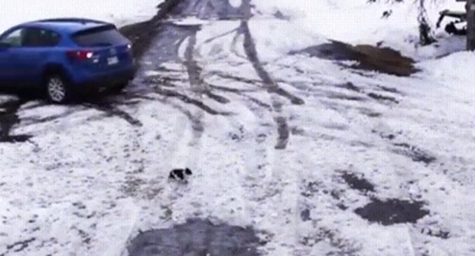 Спасение щенка