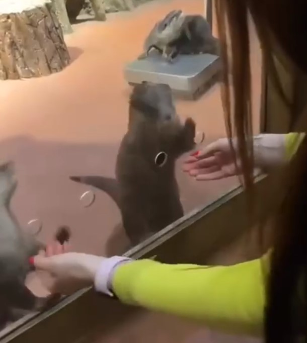 Бесплатный массаж лапок