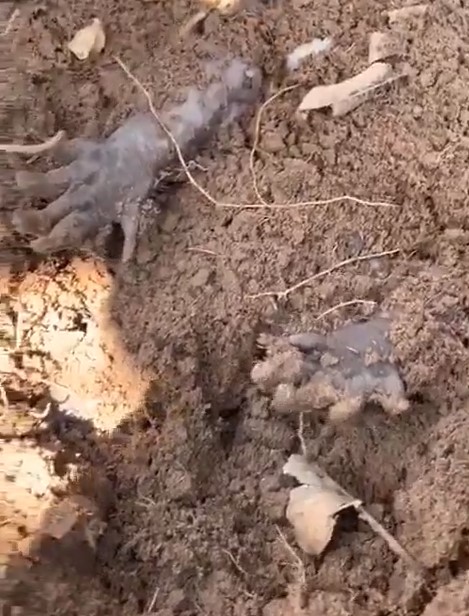 Броненосец в 7 утра