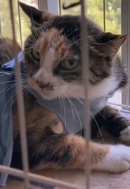 Не злите котиков