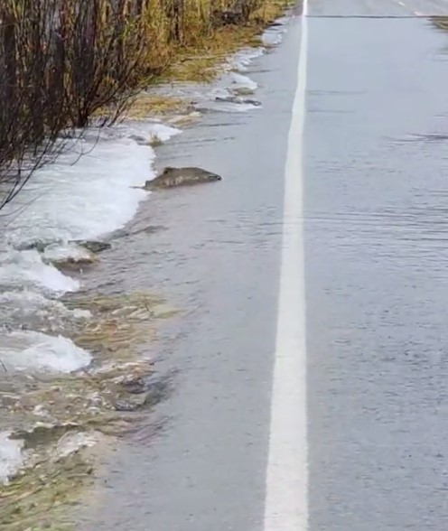 Рыбы потихоньку эволюционируют