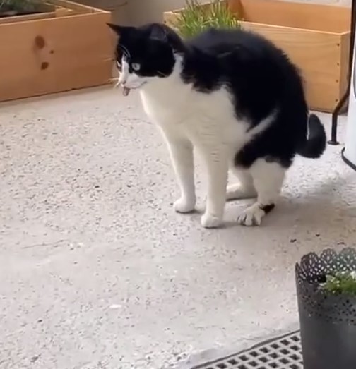 Кот под экстези