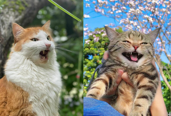 Зубастые, чудные, но смешные! Подборка прикольных фото котов и кошек, сделанных в нужный момент.