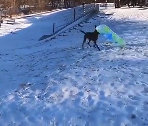Все любят покататься с горки