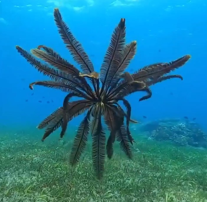 Красивое морское чудище