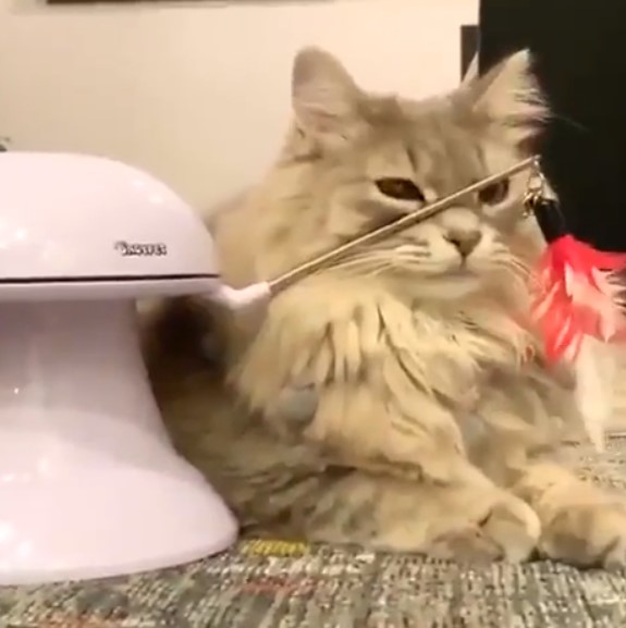 Самый веселый кот на свете