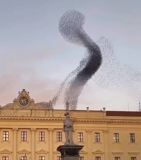 Мурмурация птиц