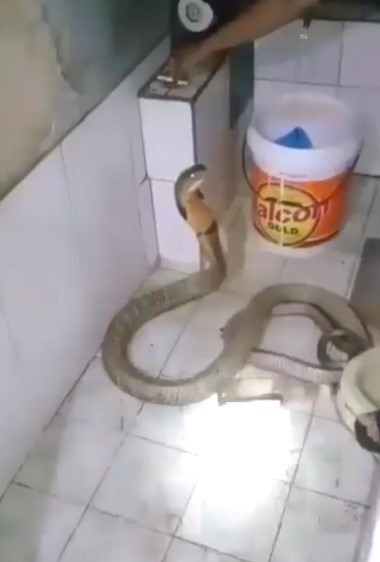 Водные процедуры королевской кобры