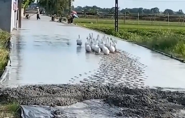 Гусь-инспекция с проверкой