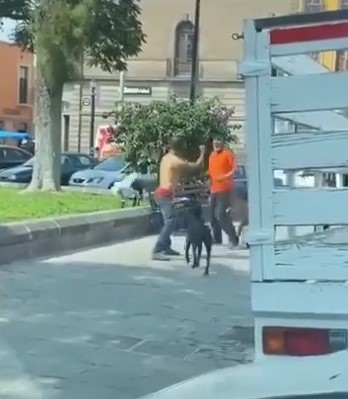 Собаки-миротворцы