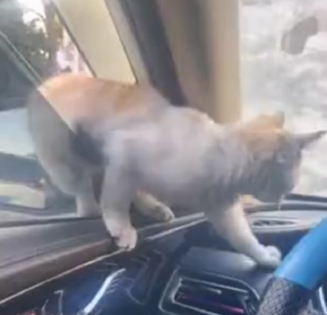 Котик залез погреться в теплую машину