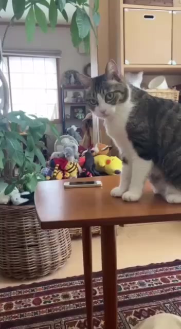 Не эту фигню надо гладить, а меня!⁠⁠