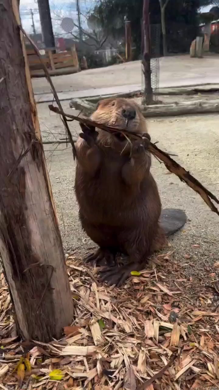 Бобер⁠⁠