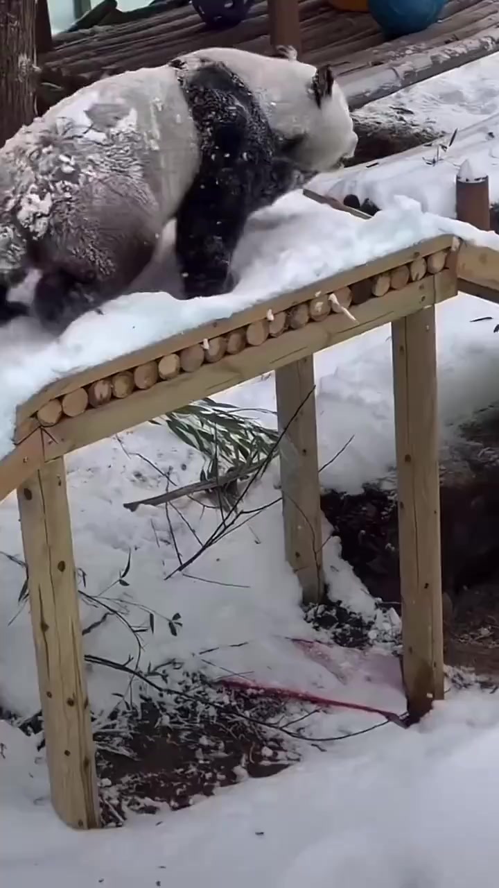 Панды тоже умеют веселиться)⁠⁠
