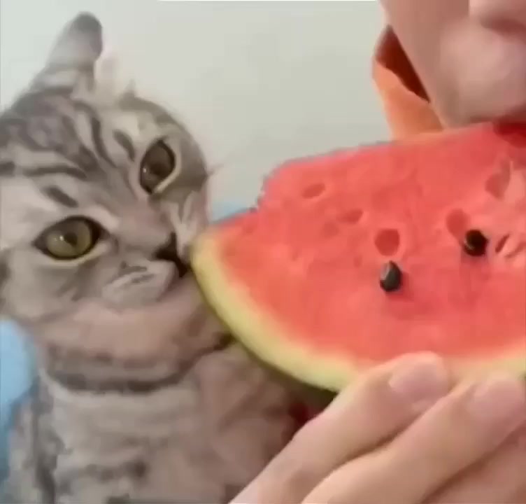 Его лицо, когда он понял, что красный - это хорошая часть⁠⁠