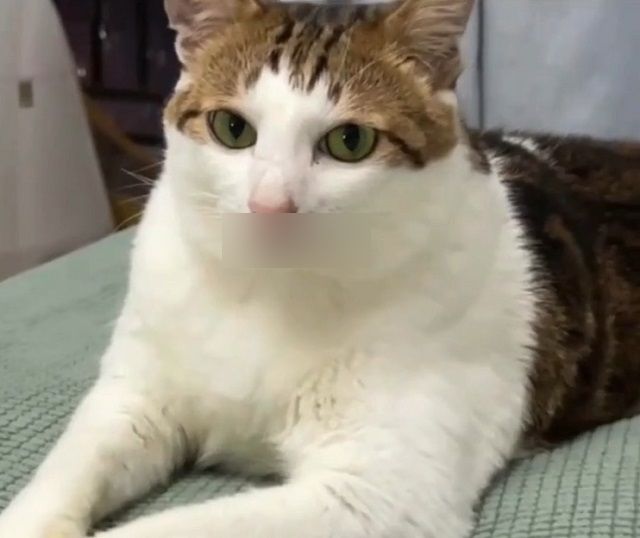 Котик, который любит улыбаться