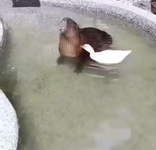 Убийство капибары