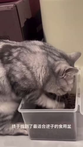 Кот с прошивкой енота