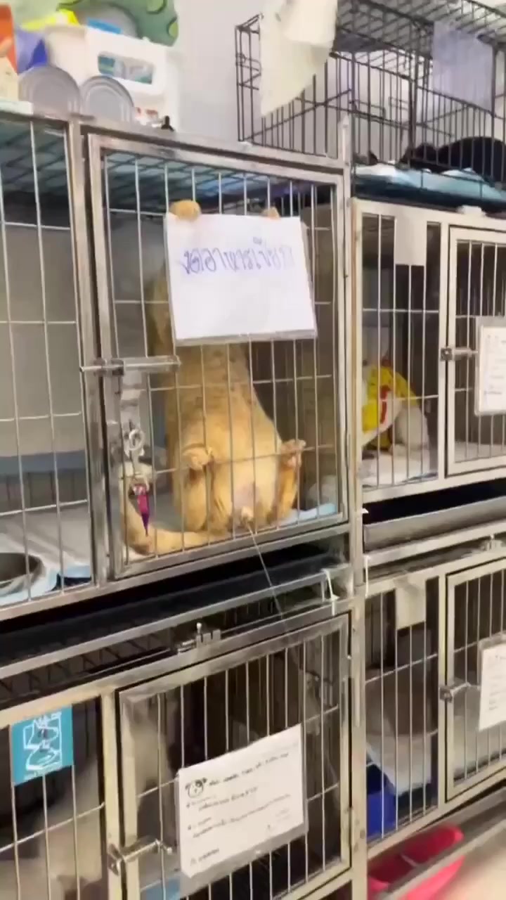 Ему вообще на все пофиг