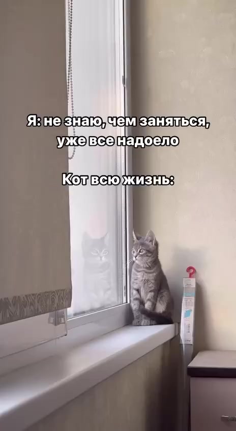Любой кот